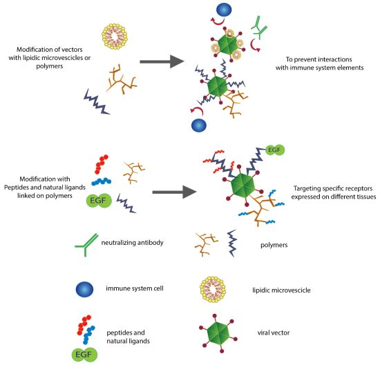 Biomedicines-01-00003-ag — related to polymer peptide near me